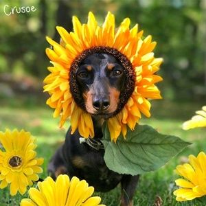 Meet your Posher, Kris